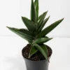 Samurai Sword Snake Plant - Sansevieria - 2 Inch Pot - Rare Collector's Series