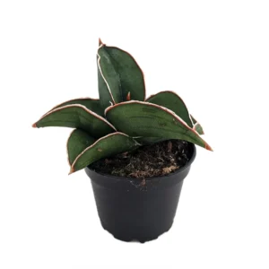 Samurai Sword Snake Plant - Sansevieria - 2 Inch Pot - Rare Collector's Series
