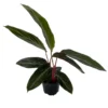 Sanguinea Prayer Plant 4" Pot - Stromanthe Indoor Houseplant - Low Maintenance
