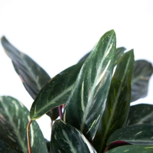 Sanguinea Prayer Plant 4" Pot - Stromanthe Indoor Houseplant - Low Maintenance