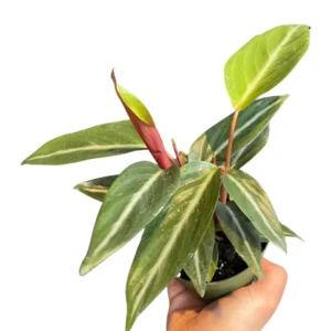 Sanguinea Prayer Plant 4