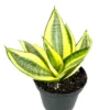 Sansaveria Hahnii Gold Star Live Potted Houseplant Air Purifying 4 inch Beginner Friendly