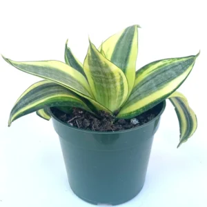 Sansaveria Hahnii Gold Star Live Potted Houseplant Air Purifying 4 inch Beginner Friendly
