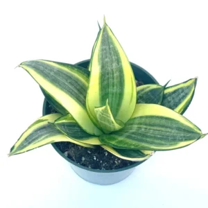 Sansaveria Hahnii Gold Star Live Potted Houseplant Air Purifying 4 inch Beginner Friendly