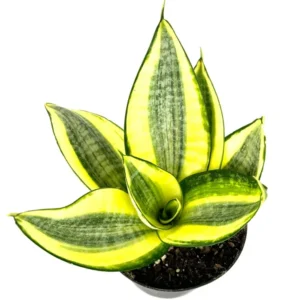 Sansaveria Hahnii Gold Star Live Potted Houseplant Air Purifying 4 inch Beginner Friendly