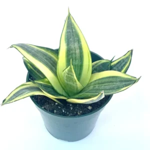 Sansaveria Hahnii Gold Star Live Potted Houseplant Air Purifying 4 inch Beginner Friendly