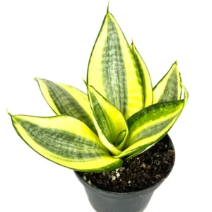 Sansaveria Hahnii Gold Star Live Potted Houseplant Air Purifying 4 inch Beginner Friendly