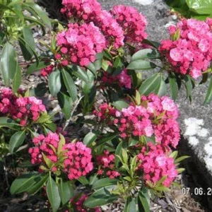 Sarah Dwarf Mountain Laurel - Kalmia Plant - 4