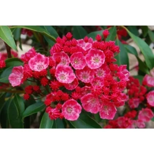 Sarah Dwarf Mountain Laurel - Kalmia Plant - 4" Pot - Pink Blooms - Hardy Shrub