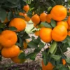 Satsuma Mandarin Orange Tree- Satsuma Mandarin Orange Citrus Fruit Plants - One Foot Tall Indoor Grown Plant
