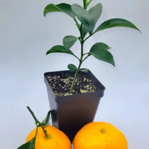 Satsuma Mandarin Orange Tree- Satsuma Mandarin Orange Citrus Fruit Plants - One Foot Tall Indoor Grown Plant