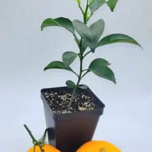 Satsuma Mandarin Orange Tree- Satsuma Mandarin Orange Citrus Fruit Plants - One Foot Tall Indoor Grown Plant