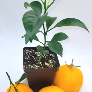 Satsuma Mandarin Orange Tree- Satsuma Mandarin Orange Citrus Fruit Plants - One Foot Tall Indoor Grown Plant