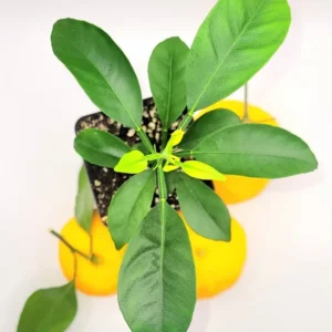 Satsuma Mandarin Orange Tree- Satsuma Mandarin Orange Citrus Fruit Plants - One Foot Tall Indoor Grown Plant