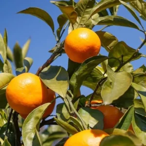 Satsuma Mandarin Plant - 3 Ft Live Fruit Tree - Sweet Citrus