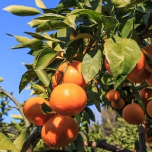 Satsuma Mandarin Plant - 3 Ft Live Fruit Tree - Sweet Citrus