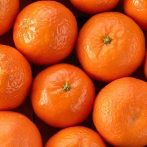 Satsuma Mandarin Plant - 3 Ft Live Fruit Tree - Sweet Citrus