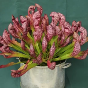 Scarlet Belle Pitcher Plant - Mature Carnivorous Sarracenia - 3 Inch Pot - Insectivorous Plant