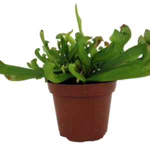 Scarlet Belle Pitcher Plant - Mature Carnivorous Sarracenia - 3 Inch Pot - Insectivorous Plant