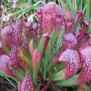 Scarlet Belle Pitcher Plant - Mature Carnivorous Sarracenia - 3 Inch Pot - Insectivorous Plant