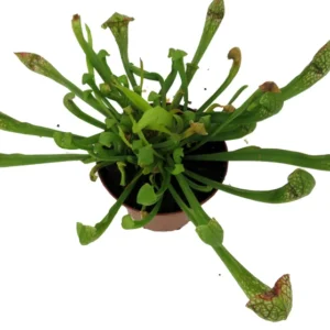 Scarlet Belle Pitcher Plant - Mature Carnivorous Sarracenia - 3 Inch Pot - Insectivorous Plant