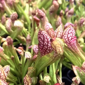 Scarlet Belle Pitcher Plant - Mature Carnivorous Sarracenia - 3 Inch Pot - Insectivorous Plant