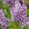 Scentara Double Blue Lilac - 4" Pot - Purple-Blue Syringa - Spring Blooms