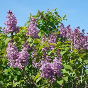 Scentara Double Blue Lilac - 4" Pot - Purple-Blue Syringa - Spring Blooms