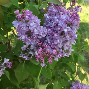 Scentara Double Blue Lilac - 4