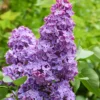 Scentara Pura Lilac - Hyacinthiflora Shrub - 4 Inch Pot - Purple Flowers