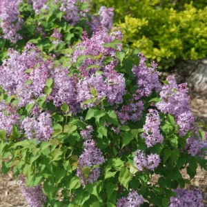 Scentara Pura Lilac - Hyacinthiflora Shrub - 4 Inch Pot - Purple Flowers