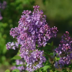 Scentara Pura Lilac - Hyacinthiflora Shrub - 4 Inch Pot - Purple Flowers