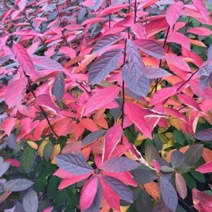 Scentlandia Sweetspire - Itea Plant - 4