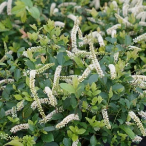 Scentlandia Sweetspire - Itea Plant - 4" Pot - White Flowers - Shade Tolerant Shrub