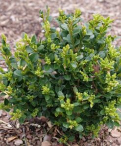 Neatball Boxwood Buxus Microphylla Plant 4-inch Pot