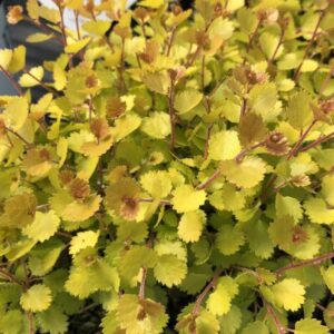 Golden Treasure Dwarf Birch - 4 Inch Potted Betula Plant