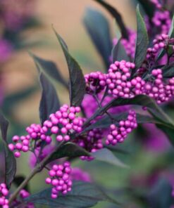 Pearl Glam Beautyberry Plant - 4" Pot - Dark Purple Foliage - Callicarpa