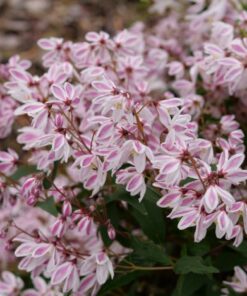 Yuki Kabuki Deutzia - 4 Inch Potted Shrub - Pink Spring Blooms
