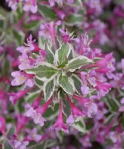Bubbly Wine Weigela Florida Plant - 4 inch Pot - Pink Flowers