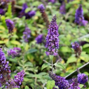 Butterfly Bush Lo and Behold Blue Chip Jr. - 4" Pot - Buddleia Plant