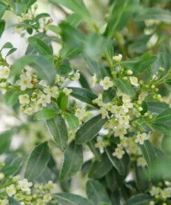 Squeeze Box Inkberry Holly - Ilex Glabra - 4 Inch Potted Plant