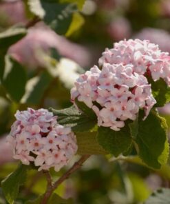 Red Pillar Rose of Sharon Shrub - 4 Inch Pot - Red & Pink Flowers