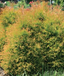 Castle Keep Blue Holly - Ilex - 4 Inch Pot - Evergreen Shrub