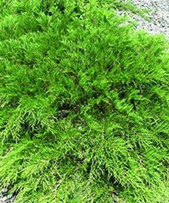 Celtic Pride Siberian Cypress - 4 Inch Pot - Microbiota Decussata Evergreen