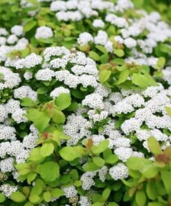 Spiraea - Lemon/Lime Foliage Shrub - 4 inch Pot - Garden Plant