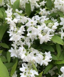 Yuki Snowflake Deutzia Plant - 4 inch Pot - White Flowers