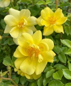 Yellow Rose Plant - Reblooming Rose - 4" Pot - Easy Care