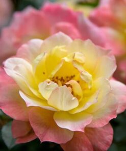 Italian Ice Rose Rebloomer - 4 Inch Pot - Easy Care Rose Bush