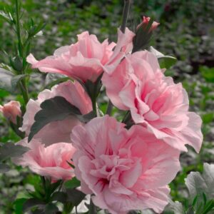 Pink Rose of Sharon Hibiscus - 4 inch Pot - Soft Pink Flowers - Garden Shrub