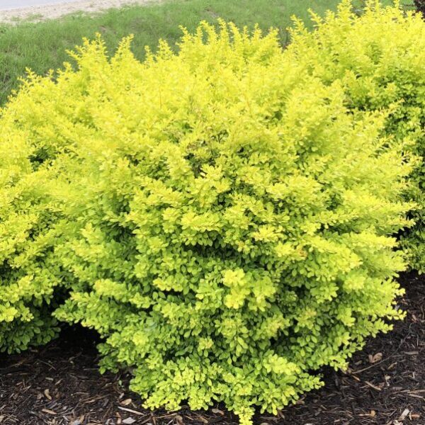 Citrus Barberry Shrub 4 inch Pot - Greenish Yellow Foliage